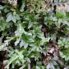 Mniaceae