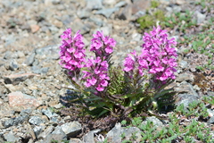 Pedicularis lanata