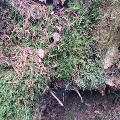 Mniaceae