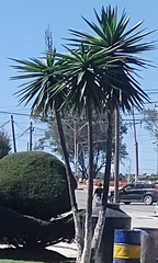 Yucca gigantea