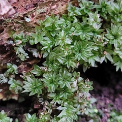 Mniaceae