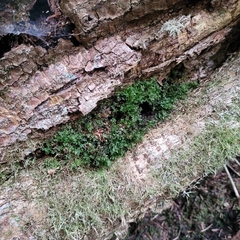Mniaceae