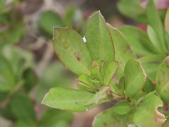 Hibbertia cuneiformis