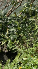 Ficus