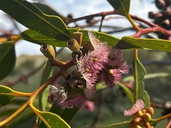 Eucalyptus lansdowneana
