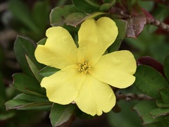 Hibbertia cuneiformis