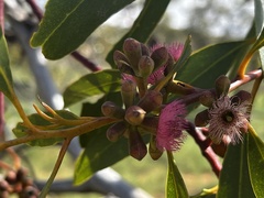 Eucalyptus lansdowneana