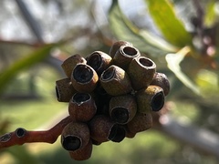 Eucalyptus lansdowneana