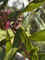 Eucalyptus lansdowneana