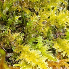 Flexitrichum gracile