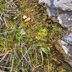 Flexitrichum gracile