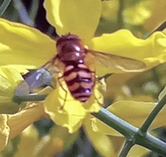 Eupeodes latifasciatus