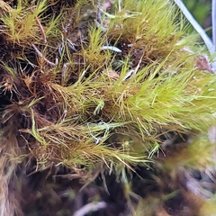 Flexitrichum gracile