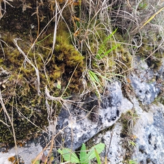 Flexitrichum gracile