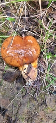 Suillus ponderosus