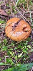 Suillus ponderosus