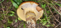Suillus ponderosus