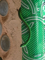 Philothamnus punctatus