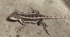 Diporiphora