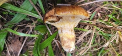 Suillus ponderosus