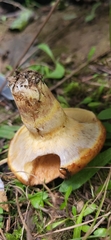 Suillus ponderosus