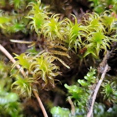 Geheebia gigantea