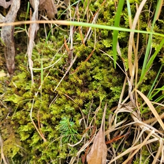 Geheebia gigantea