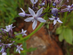 Pentanisia prunelloides