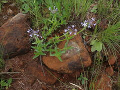 Pentanisia prunelloides