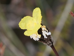 Xyris lanata