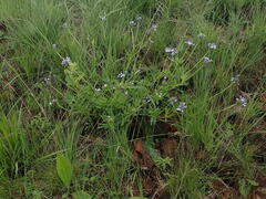 Pentanisia prunelloides
