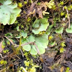 Solorina saccata