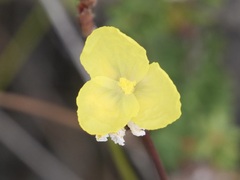 Xyris lanata