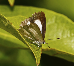 Eirmocides absimilis