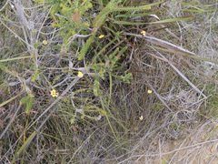 Xyris lanata