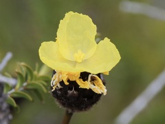Xyris lanata
