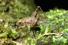 Macropathini