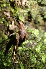 Macropathini