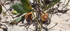 Protea acaulos