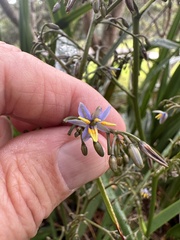 Dianella sandwicensis