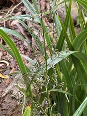 Dianella sandwicensis