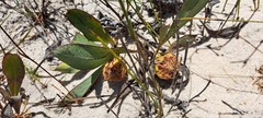 Protea acaulos