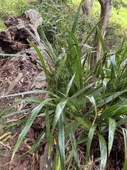 Dianella sandwicensis