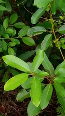 Lardizabalaceae