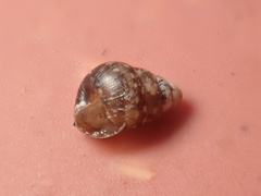 Tornatellidinae
