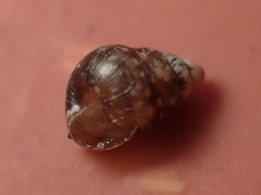 Tornatellidinae