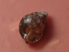 Tornatellidinae