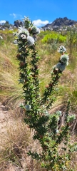 Cliffortia ruscifolia