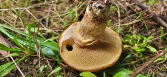 Suillus ponderosus