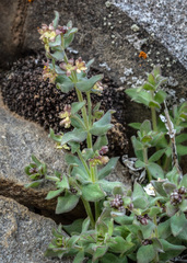 Galium hypotrichium